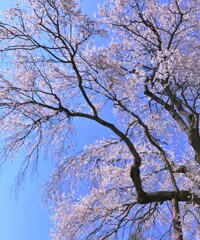 赤和の枝垂れ桜