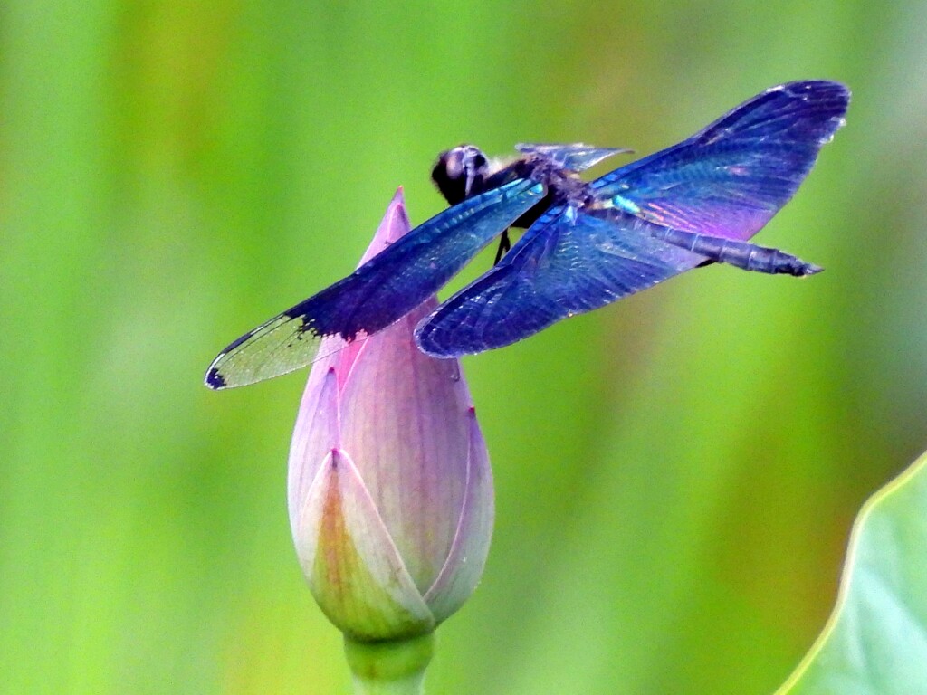 花と蜻蛉