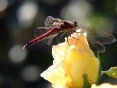 蜻蛉と薔薇