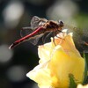 蜻蛉と薔薇