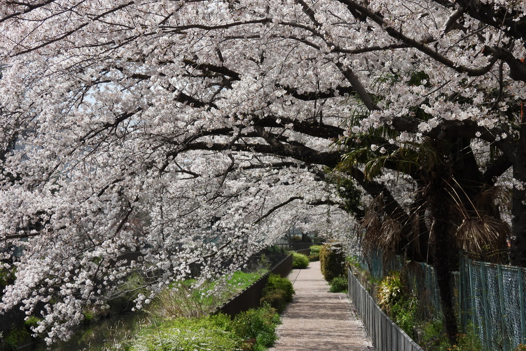 桜のトンネル