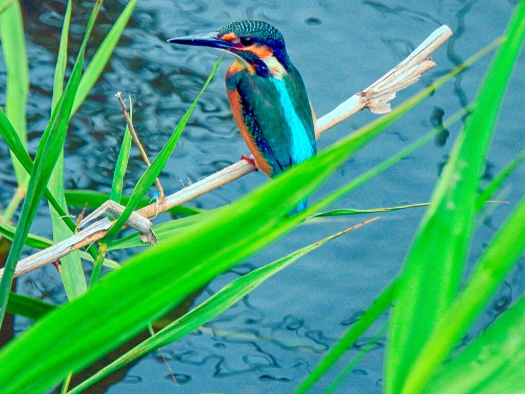 野川のカワセミ