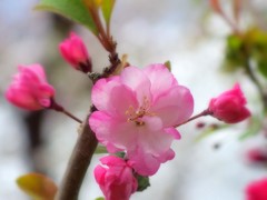 花海棠(ハナカイドウ)