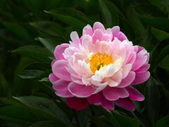 八重白眉