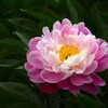 八重白眉