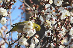 白梅にメジロ