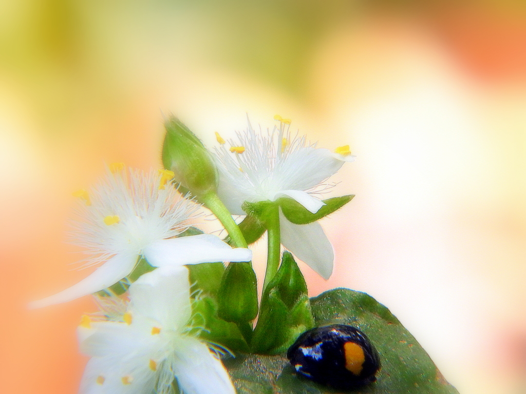 常盤露草にテントウ虫