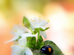 常盤露草にテントウ虫
