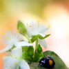 常盤露草にテントウ虫