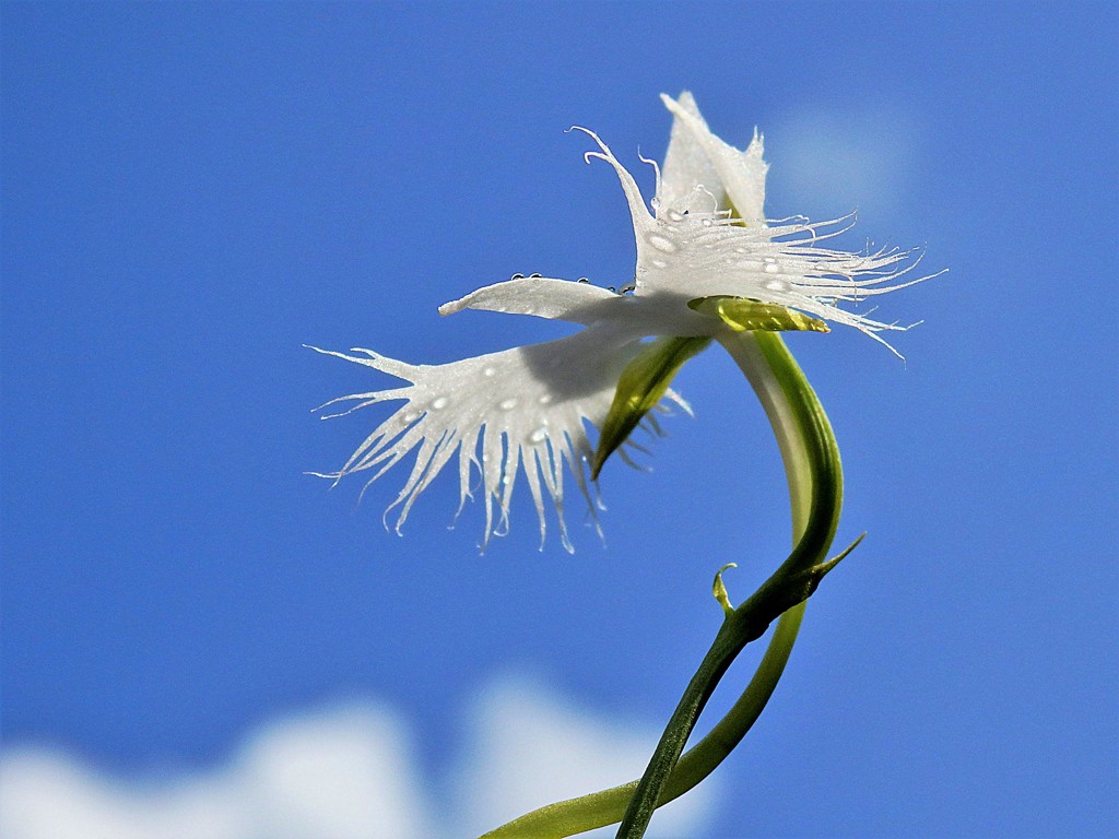 空飛ぶ鷺草 By Sam777 Id 写真共有サイト Photohito