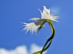 空飛ぶ鷺草