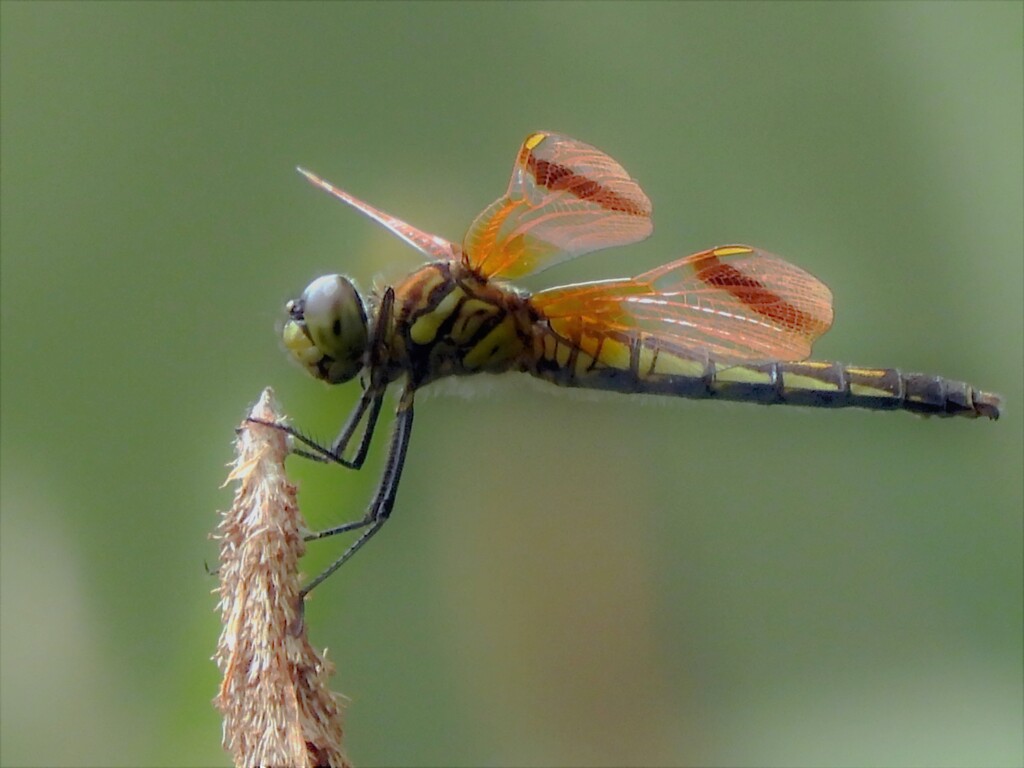 粉吹蜻蛉異色帯型♀
