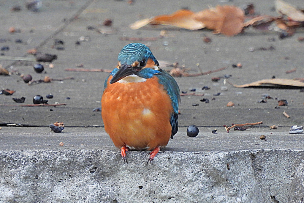 善福寺川対岸のカワセミ