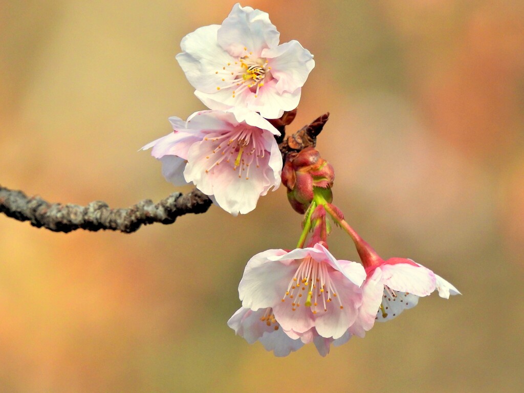 薩摩寒桜