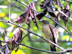 キビタキ♀