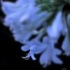アガパンサスの蕊