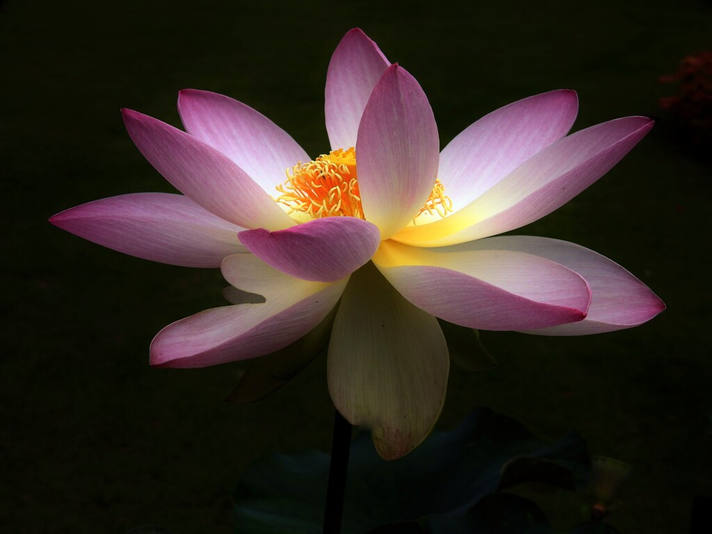 神代植物園の蓮　緑地美人