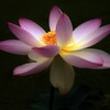 神代植物園の蓮　緑地美人