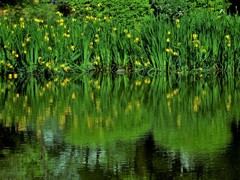 日比谷公園のキショウブ