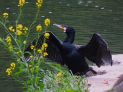 カワウの羽干し