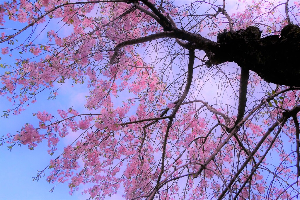 日本庭園の枝垂れ桜