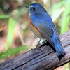 瑠璃鶲♂