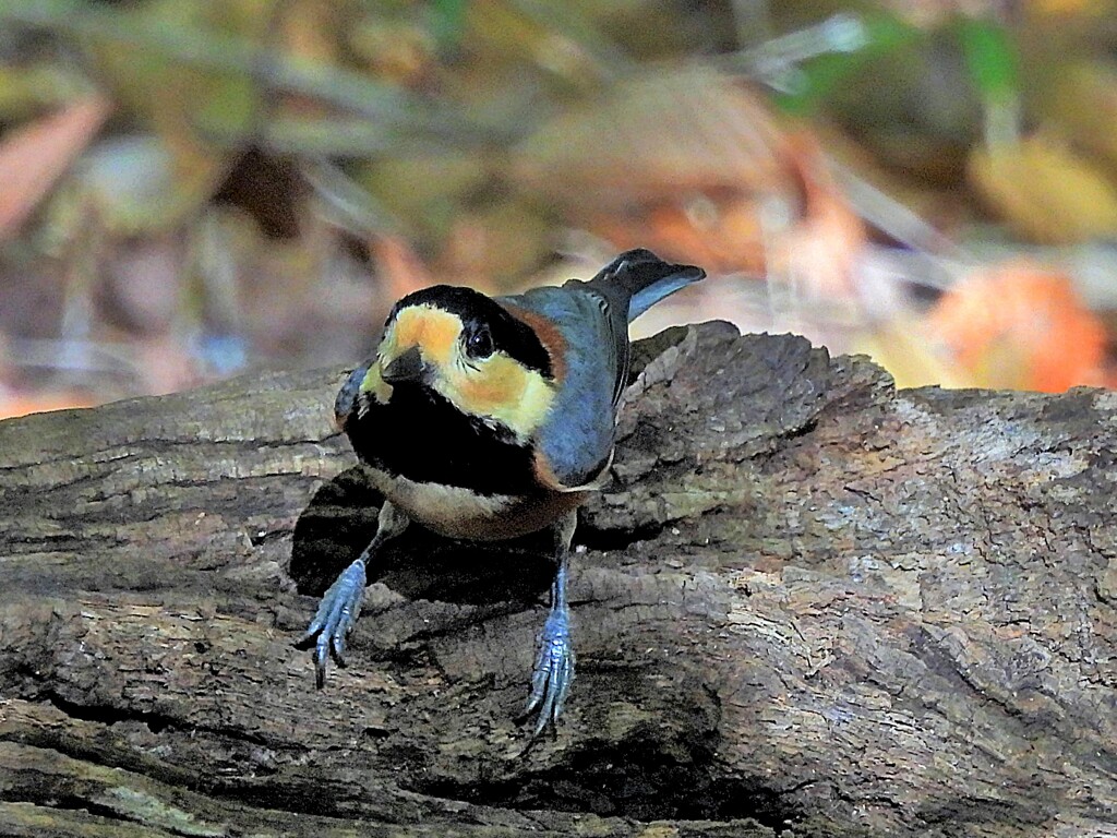 山雀