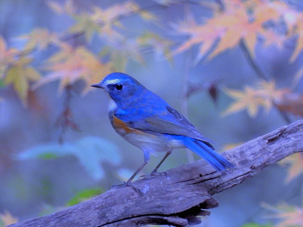 幸せの青い鳥