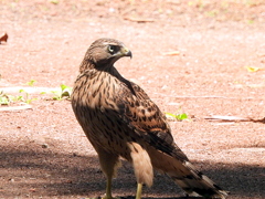 地上に降りた大鷹幼鳥