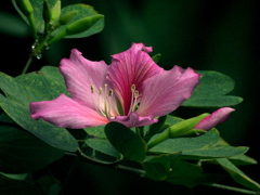 オーキッドツリー