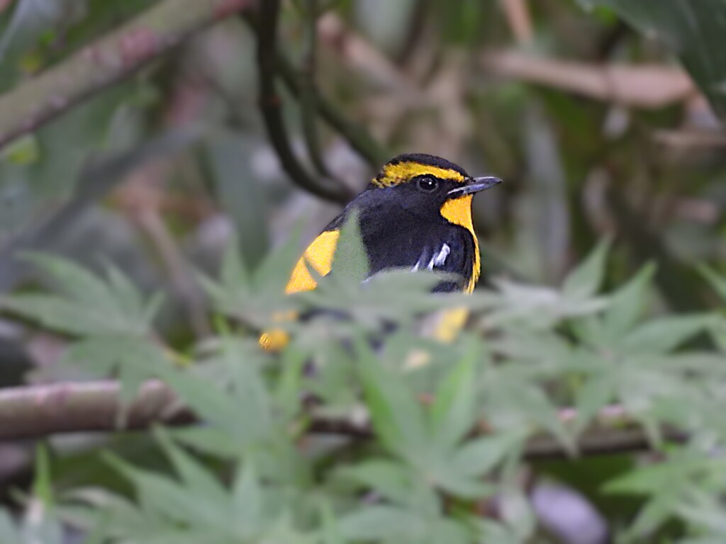 紅葉の上で