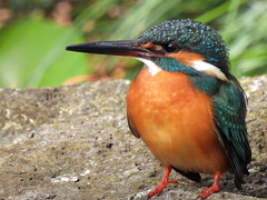 水生物園のカワセミ♀