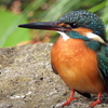 水生物園のカワセミ♀
