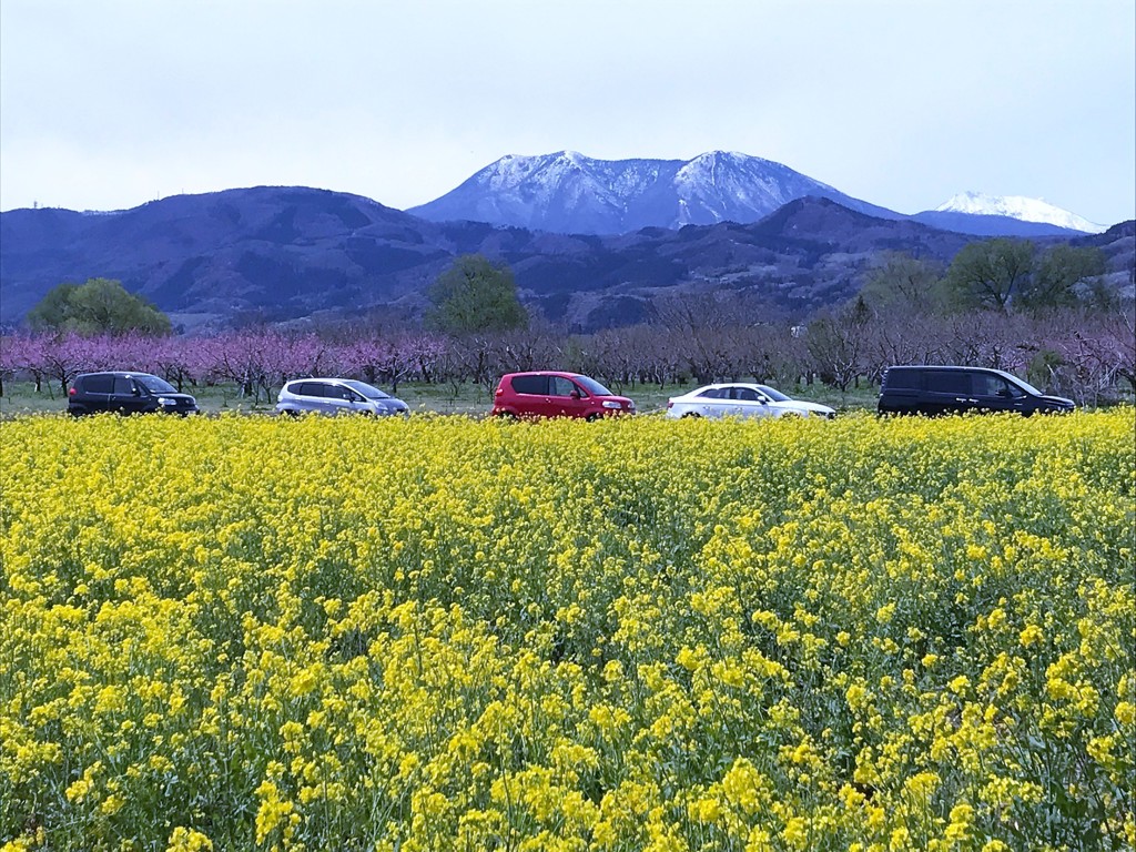 菜の花と飯綱山