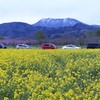 菜の花と飯綱山