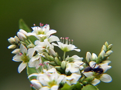 深大寺蕎麦の花