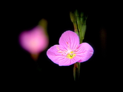夕化粧