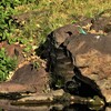 日比谷公園のカワセミ