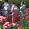 神代植物園バラ園にて