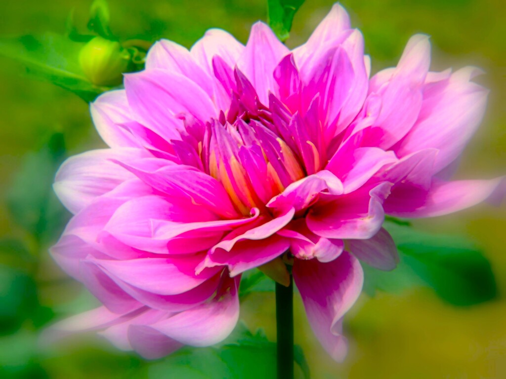 大桃花輪