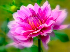 大桃花輪