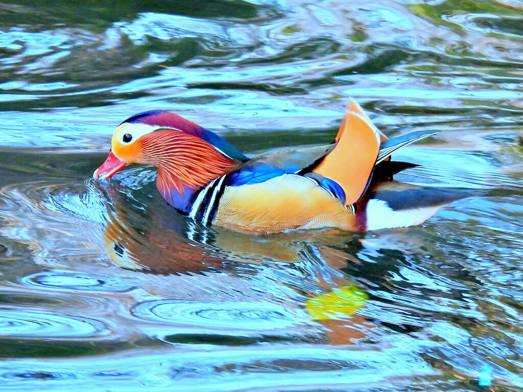 泳ぐ姿