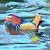 泳ぐ姿