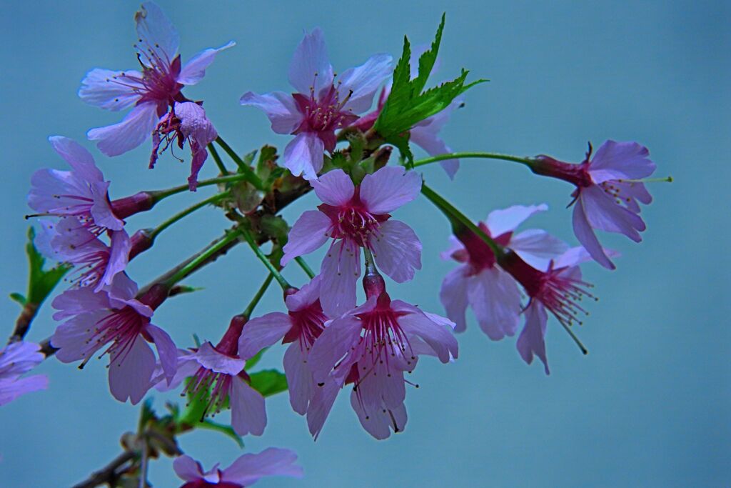 富士桜盆栽