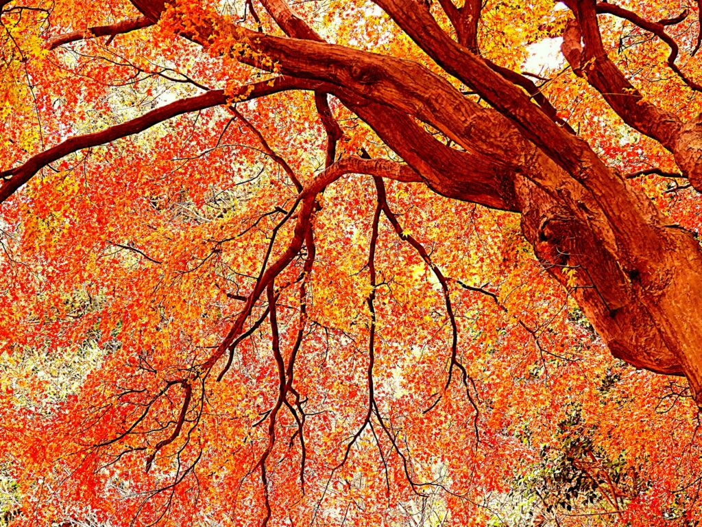 多摩霊園の紅葉