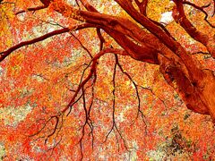 多摩霊園の紅葉