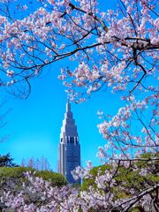 高遠小彼岸桜とドコモタワー 