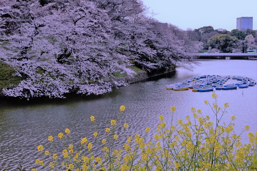 千鳥ヶ淵にて