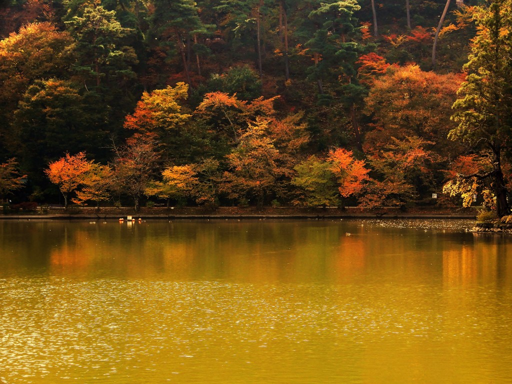 臥竜公園の紅葉３