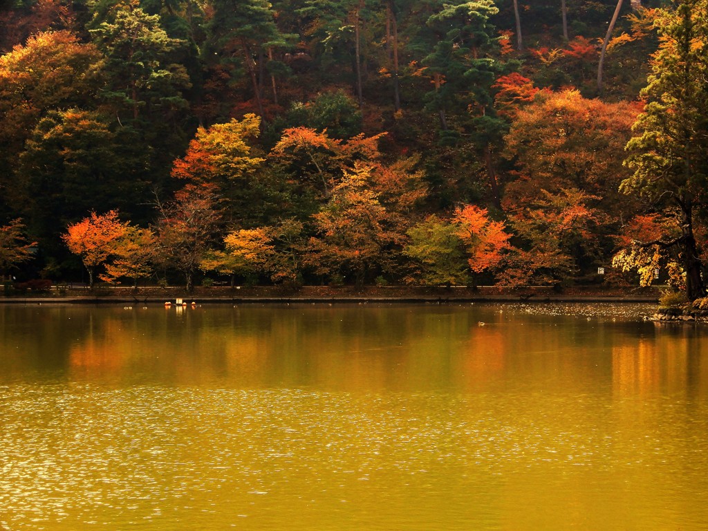 臥竜公園の紅葉３